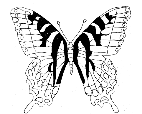 Butterfly