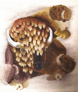 A Bevy of Bison: the Challenge of Animal Portraiture